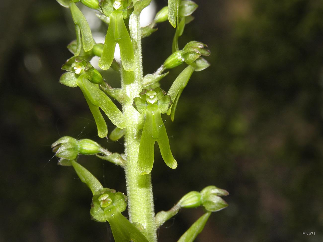 Common Twayblade