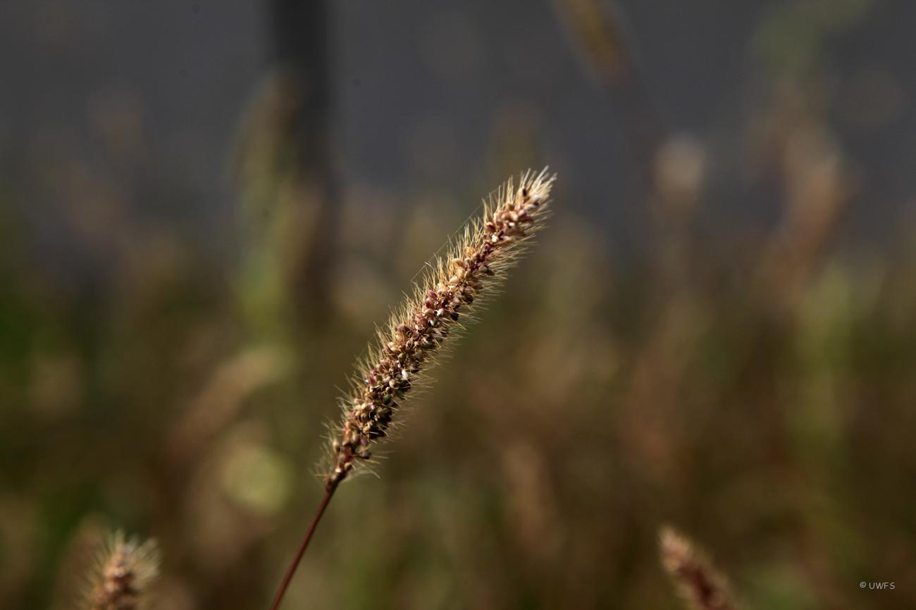 Timothy Grass