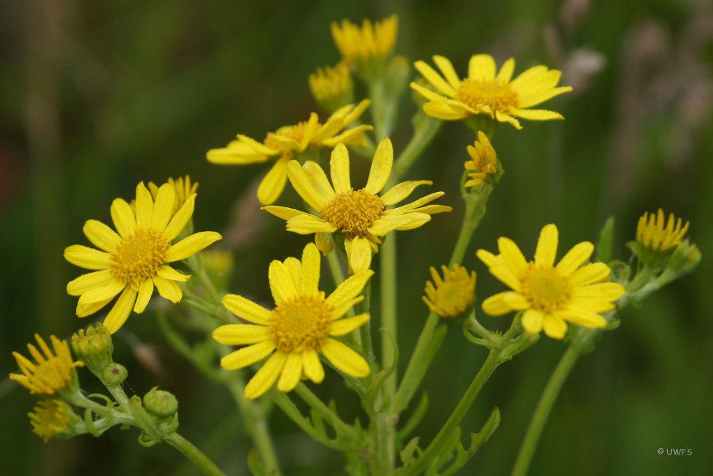 Marsh Ragwort