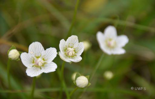 Grass of Parnassus