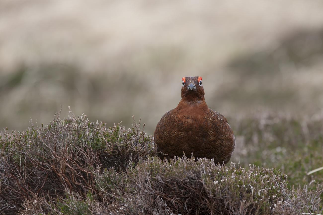 Red Grouse Red Grouse