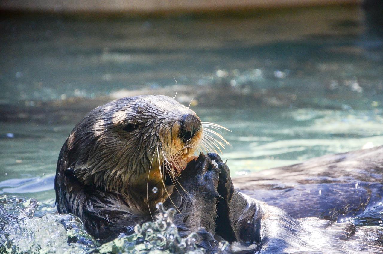 Otter Swimming Otter Swimming