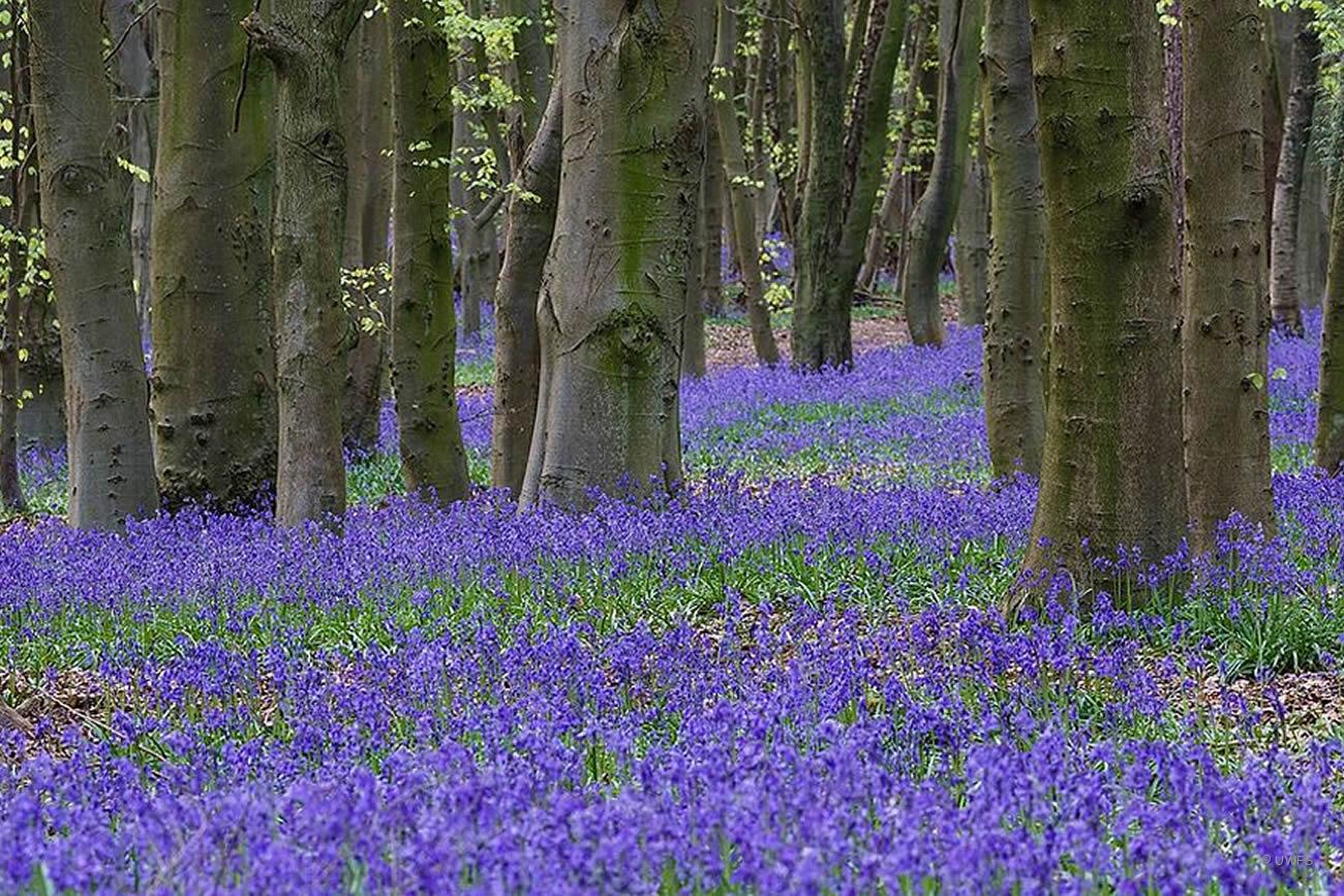 Bluebells Forest of Bowland