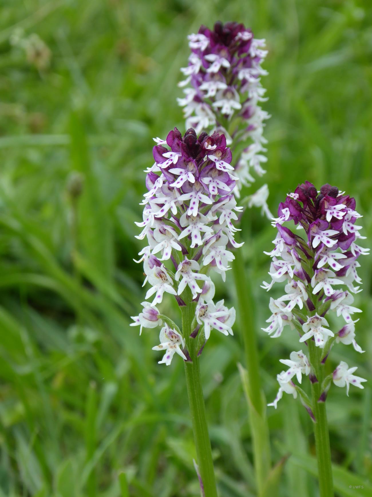 Burnt Orchid