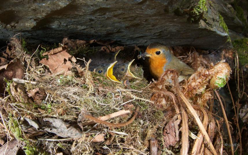 Robins Nesting In Dry Stone Wall