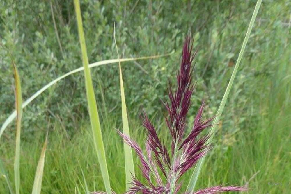 Common Reed Board Walk