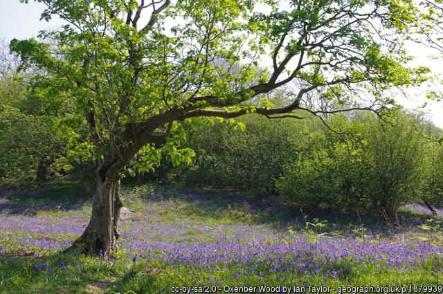 Oxenber Woods
