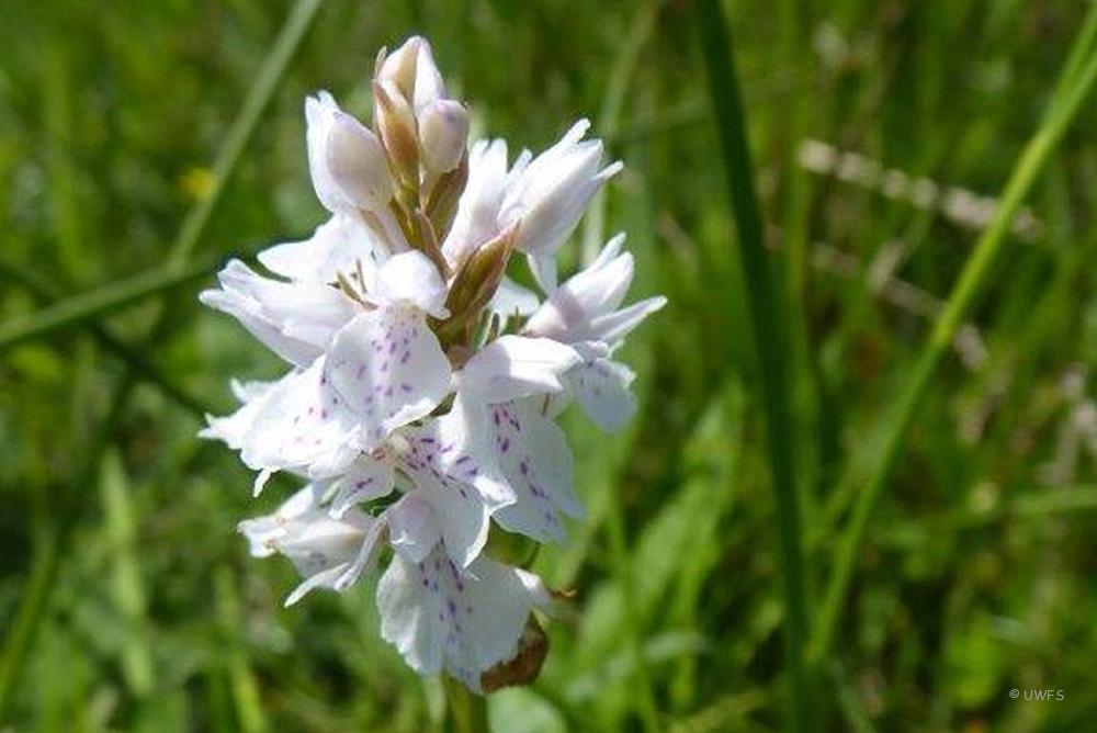 Heath Spotted Orchid