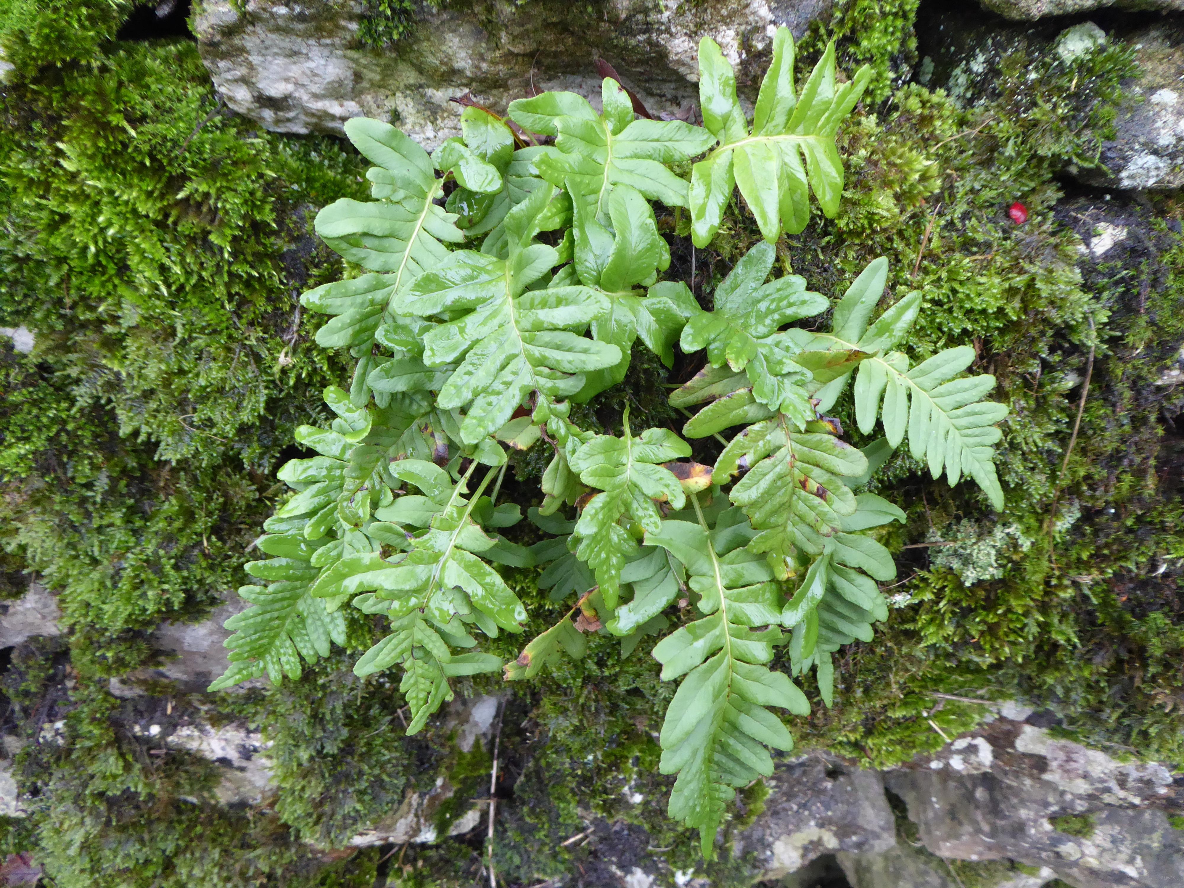 Common Polypody