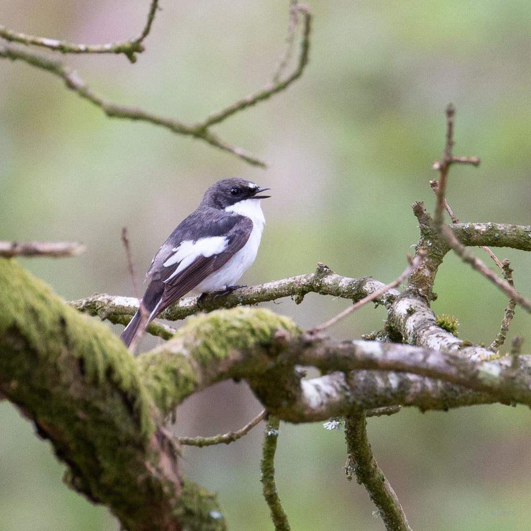 Pied Flycatcher
