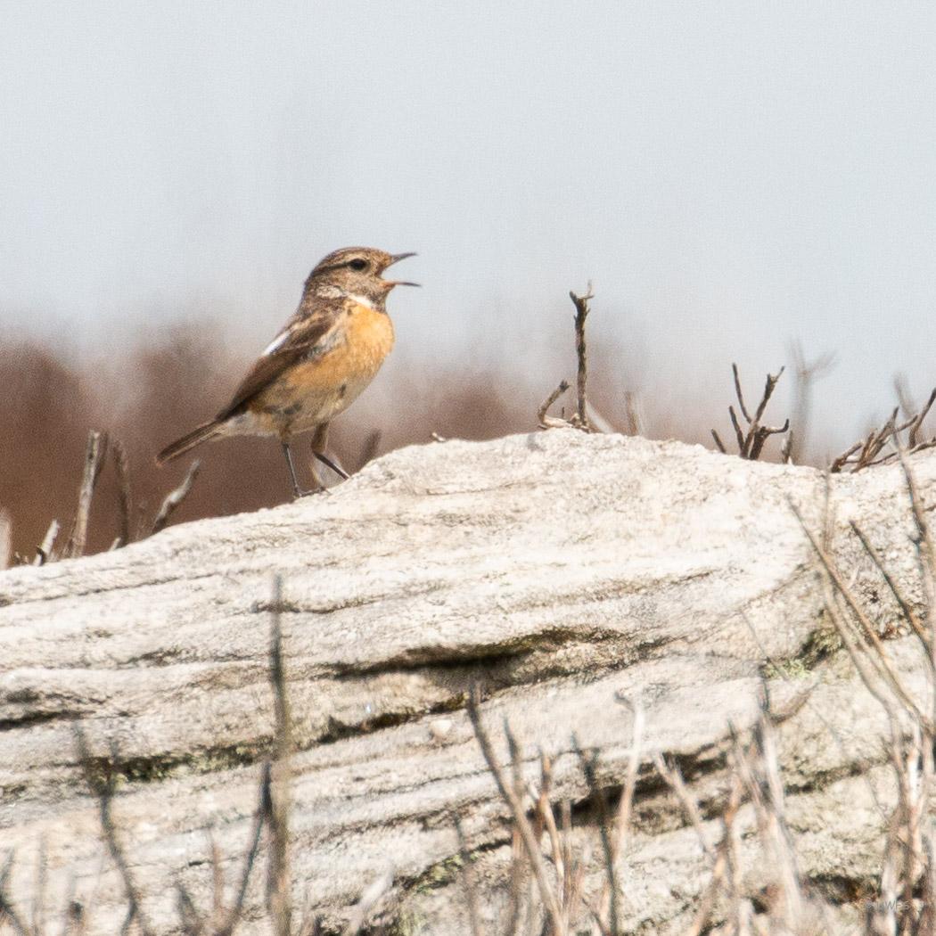 Male Whinchat on Barden Moor