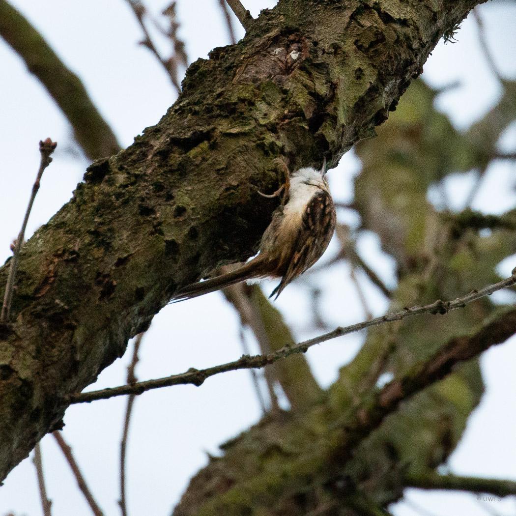 Eccup Reservoir - Treecreeper