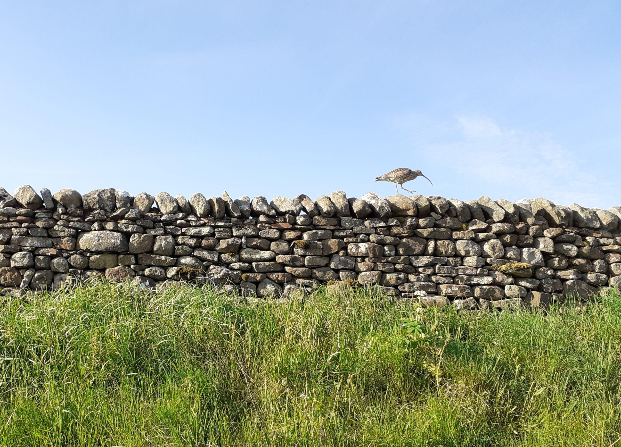 A Curlew © UWFS, Image by Hanneke Dye