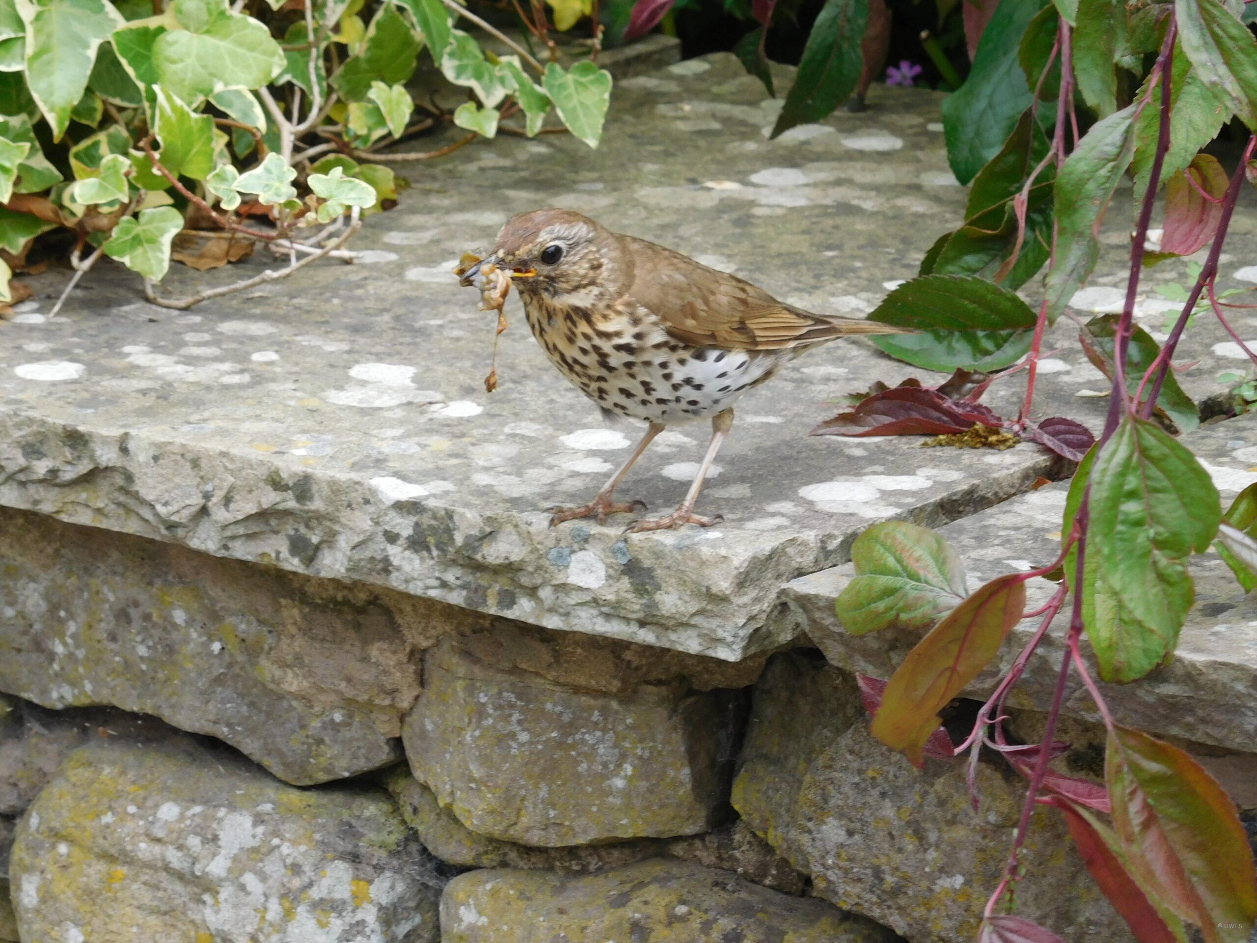 Song Thrush carrying food © UWFS, Image by Ann Shaw