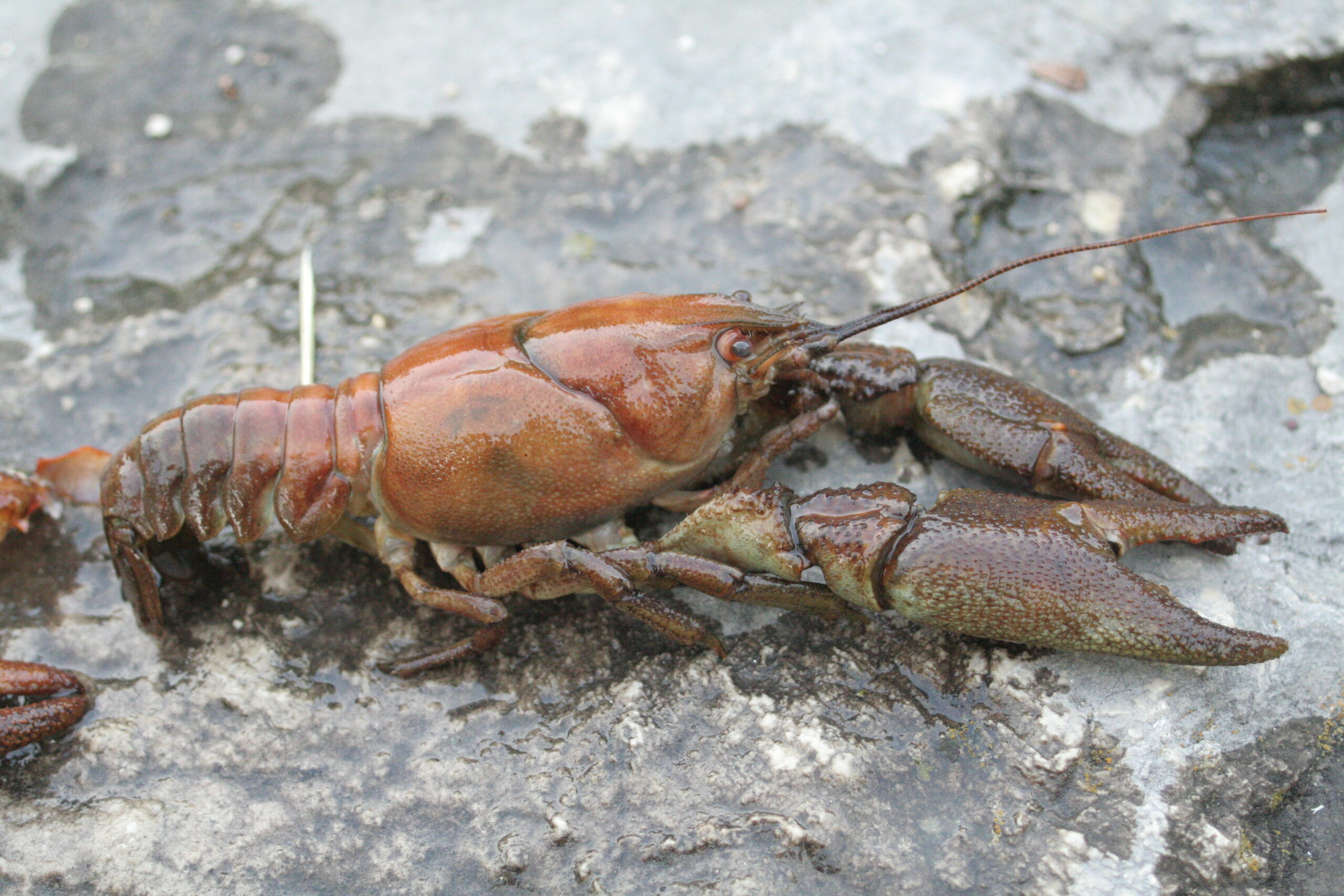 White Clawed Crayfish