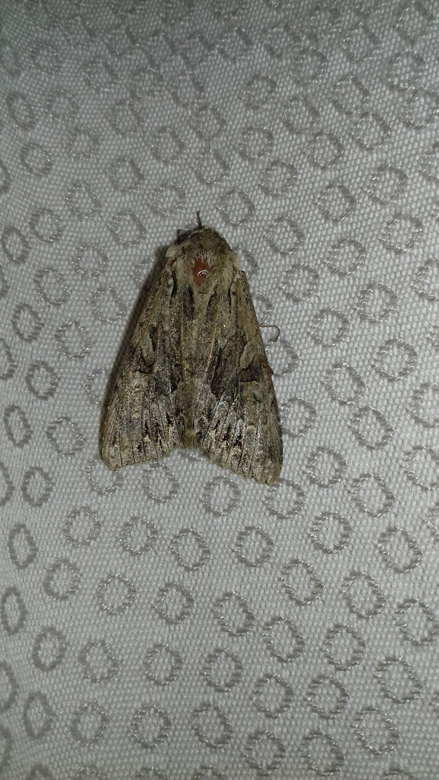 An as yet unkown moth, but we're working on it.