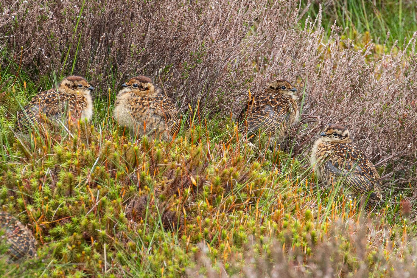 Barden Moor - Grouse Chicks