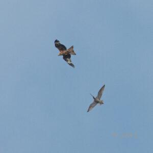 Barden Moor - Kite vs Curlew