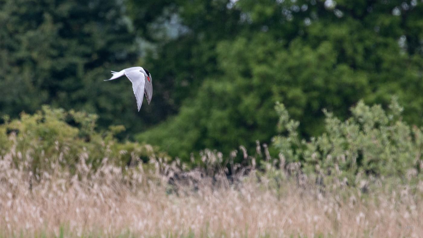 Staveley - Common Tern