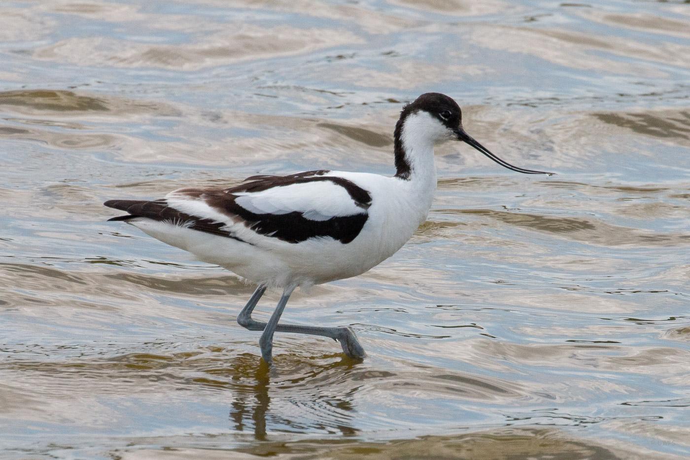 Leighton Moss - Avocet
