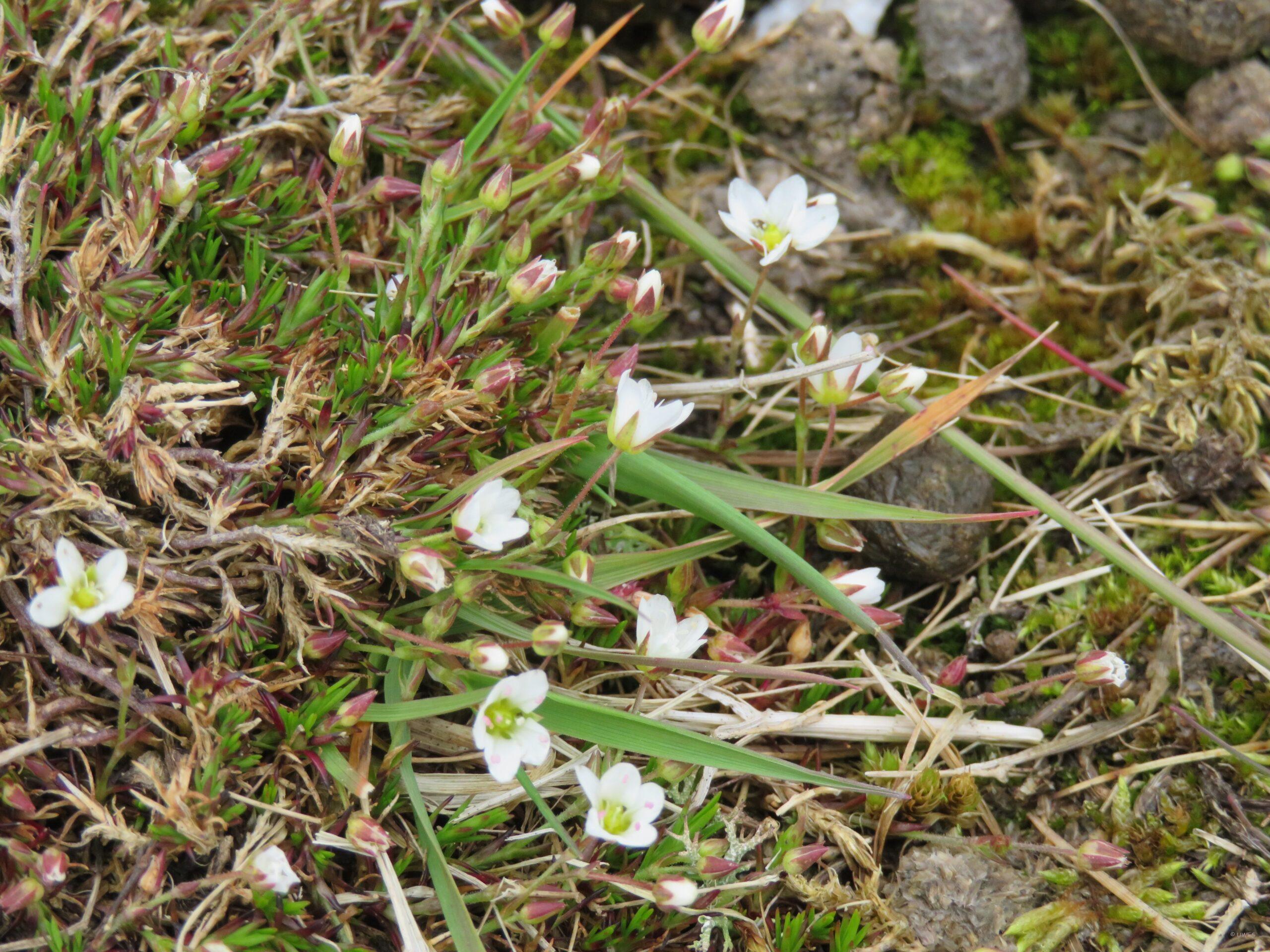 Spring Sandwort or Leadwort