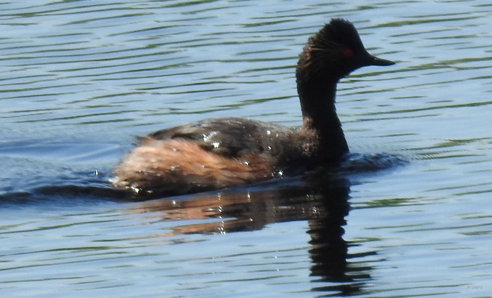 Black Necked Grebe