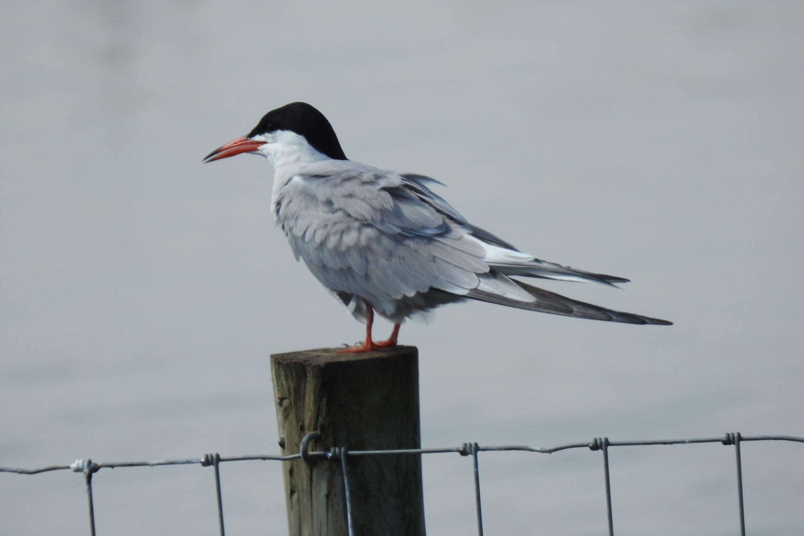 Common Tern