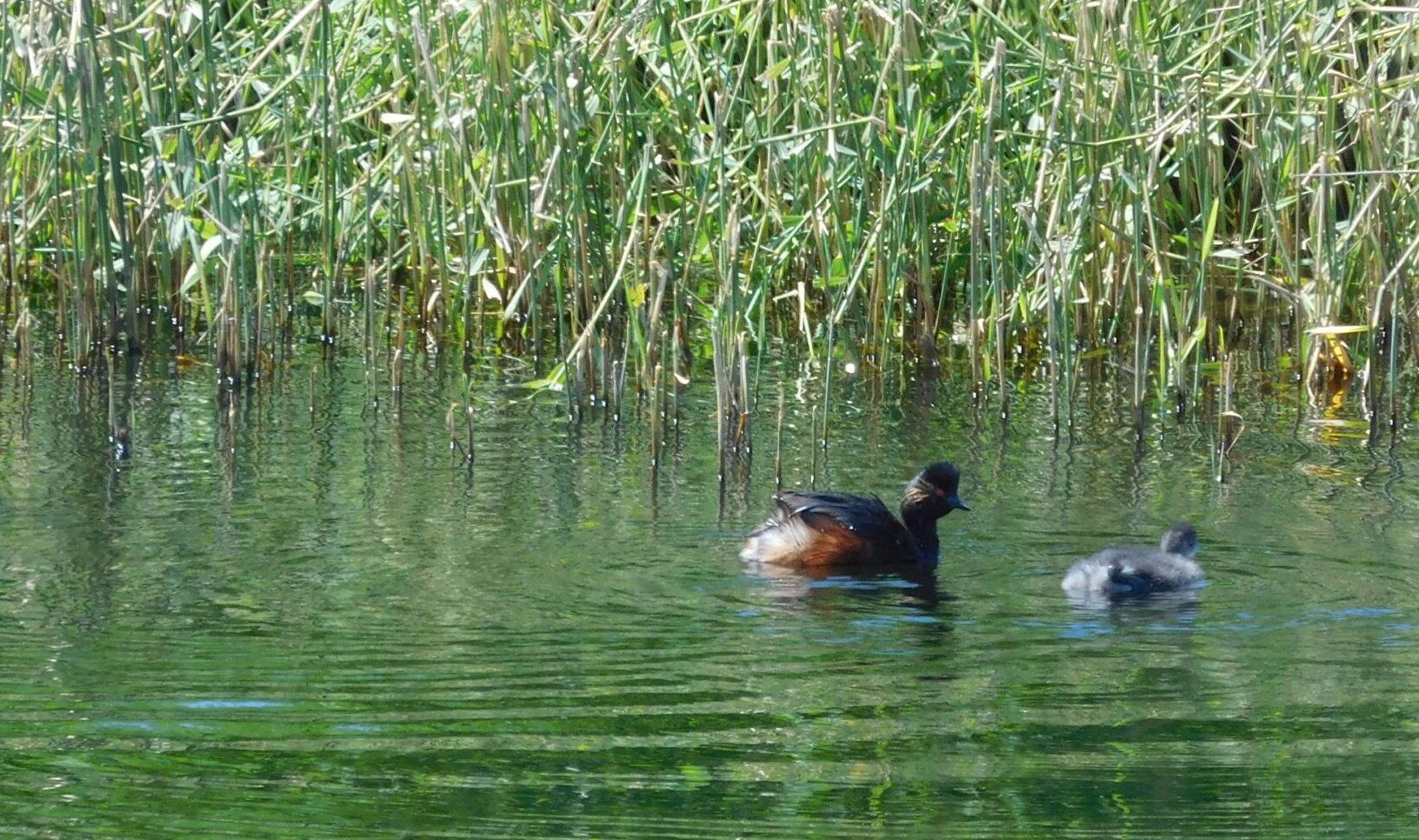 Black -necked Grebe and young by Ann Shaw