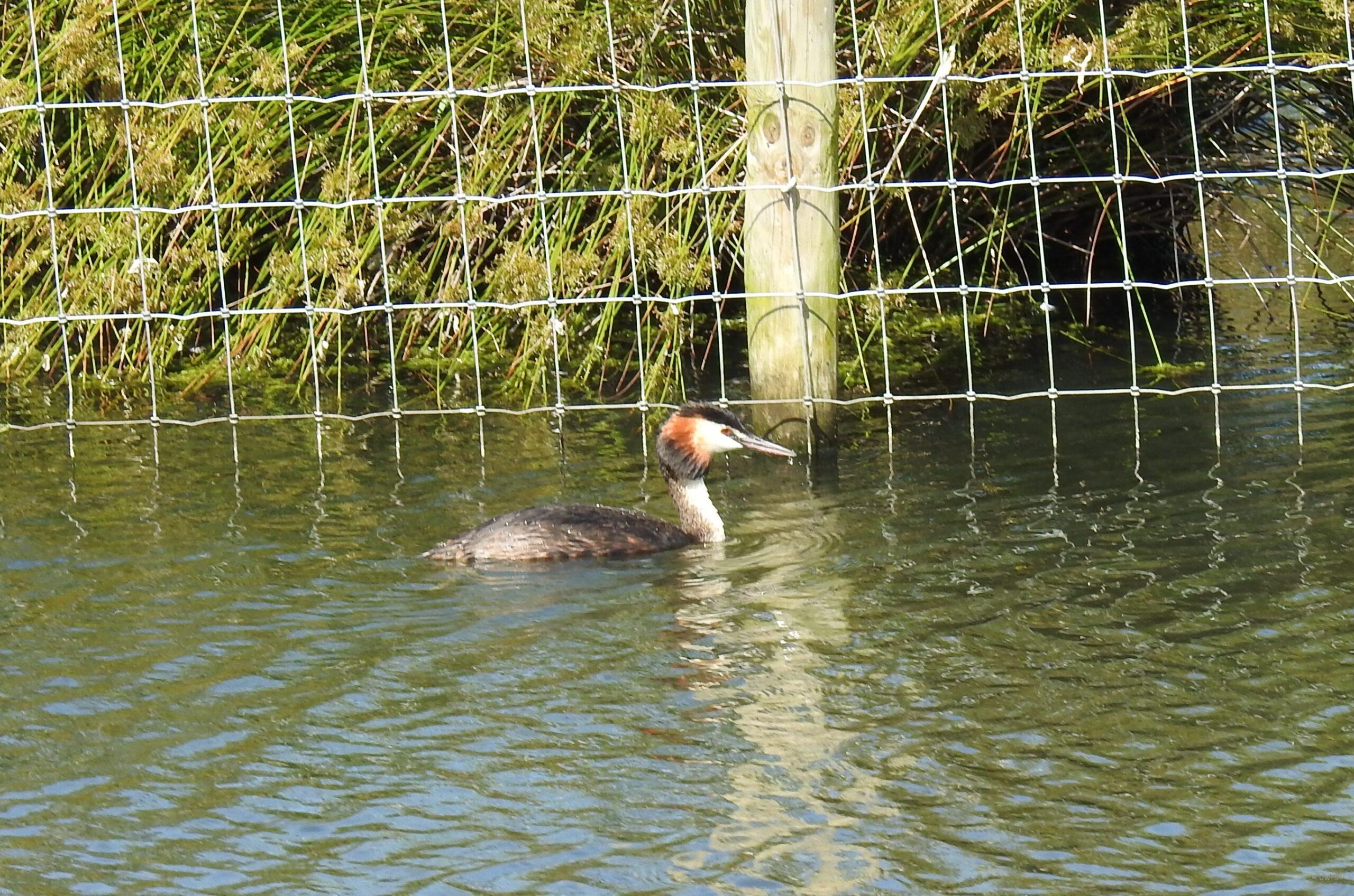 Great Crested Grebe