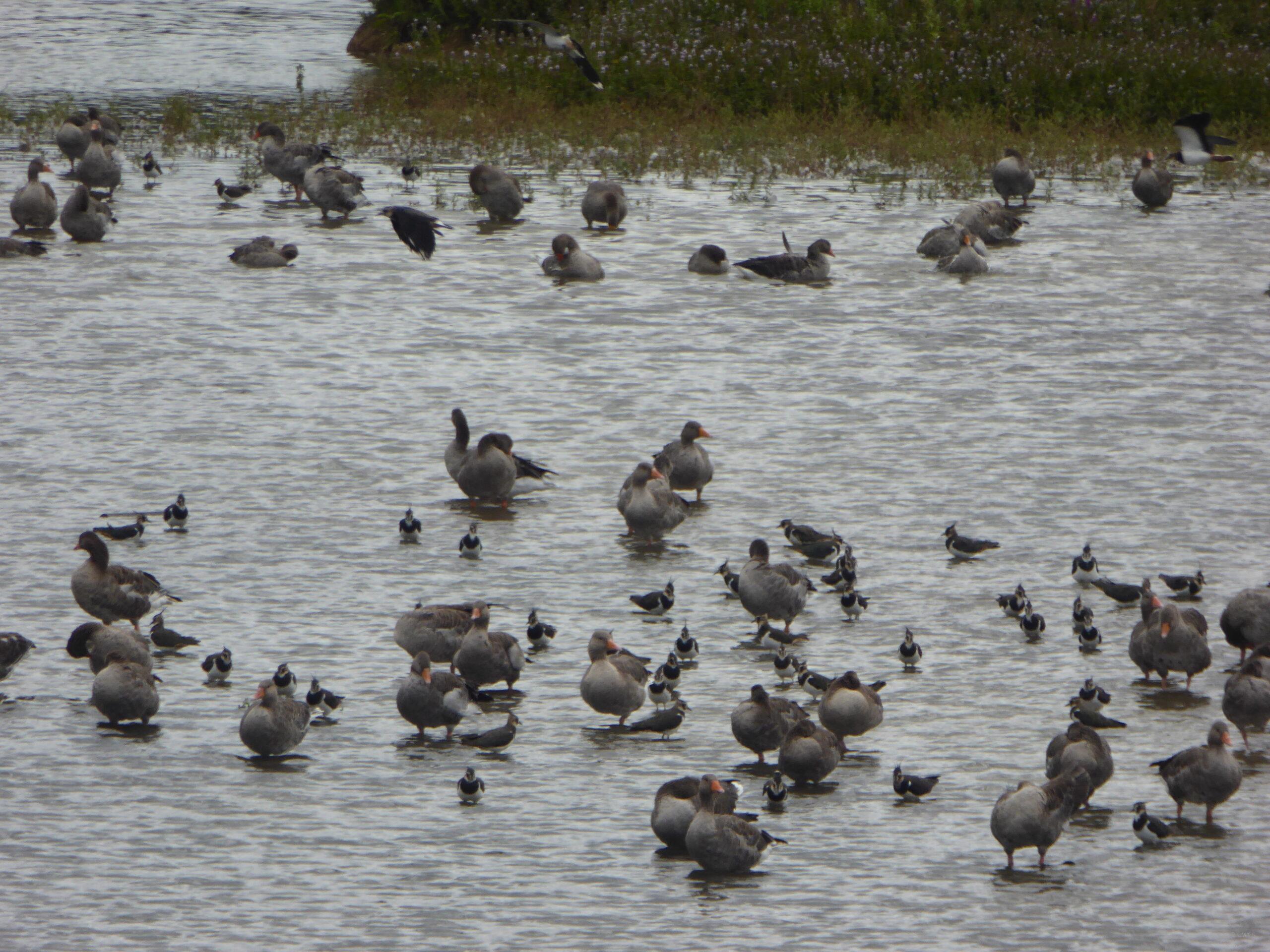 Waterbirds on North Cave lagoon by Marg Smith