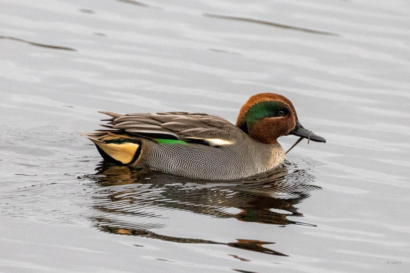 Drake Teal at Leighton Moss