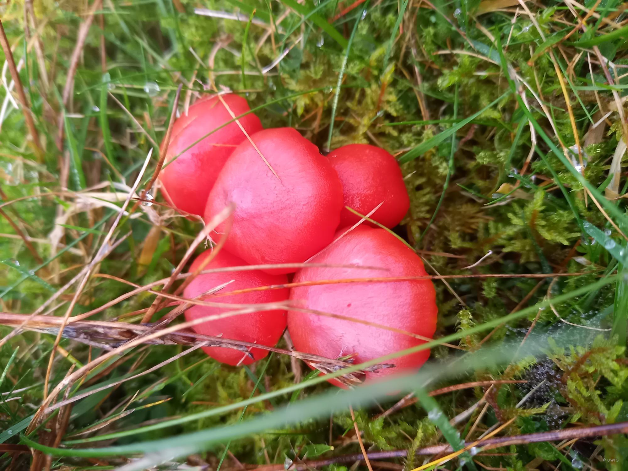 Hygrocybe coccinea