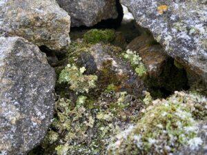 Lichen at Glory Mine