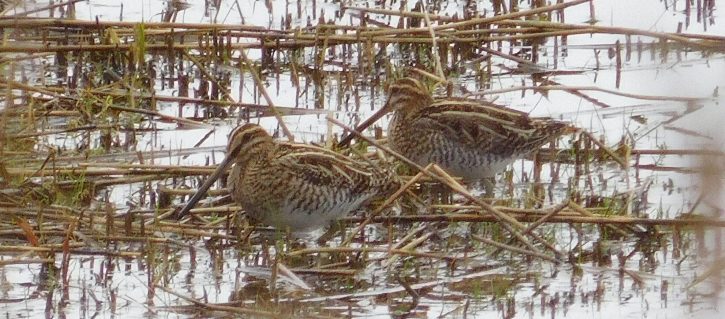 Two Snipe