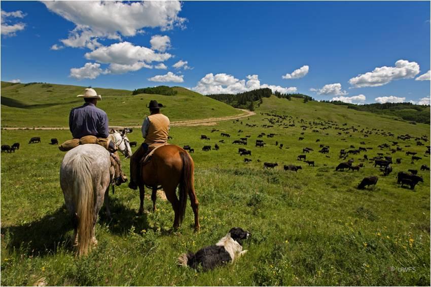 Droving