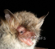 Natterer's Bat