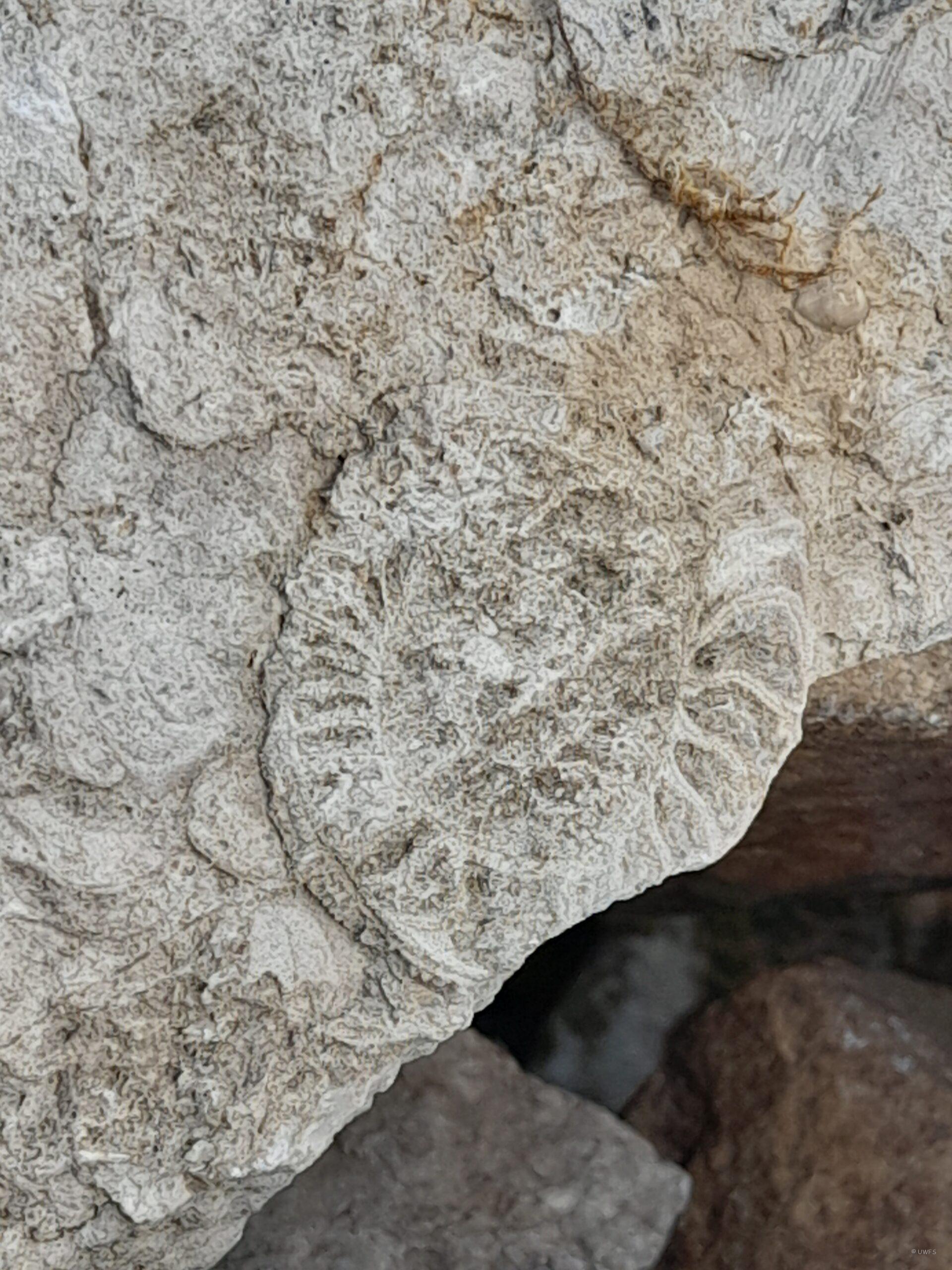 Ammonite fossil in wall stone by Laurie Prowse