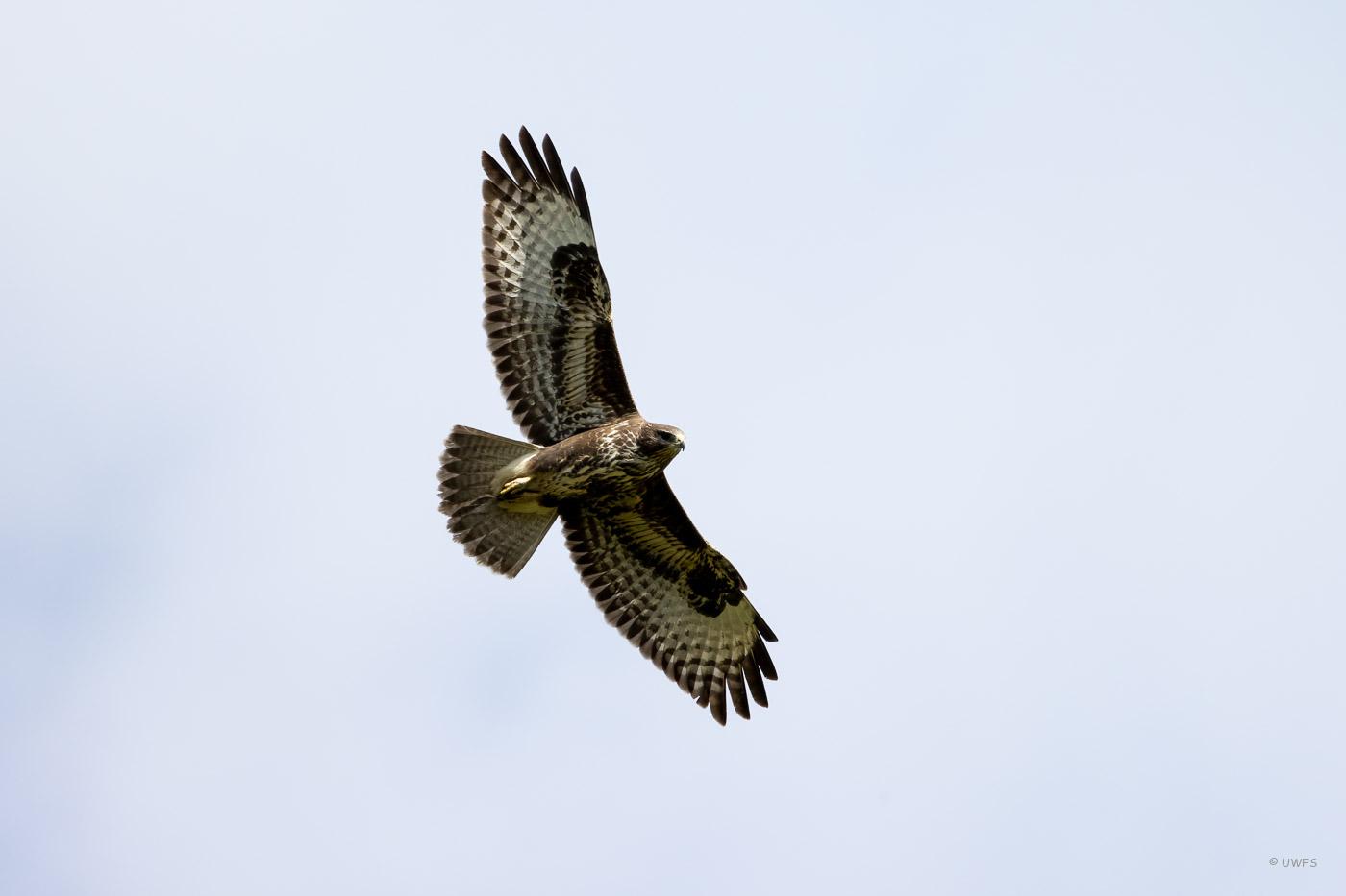 Flying Buzzard