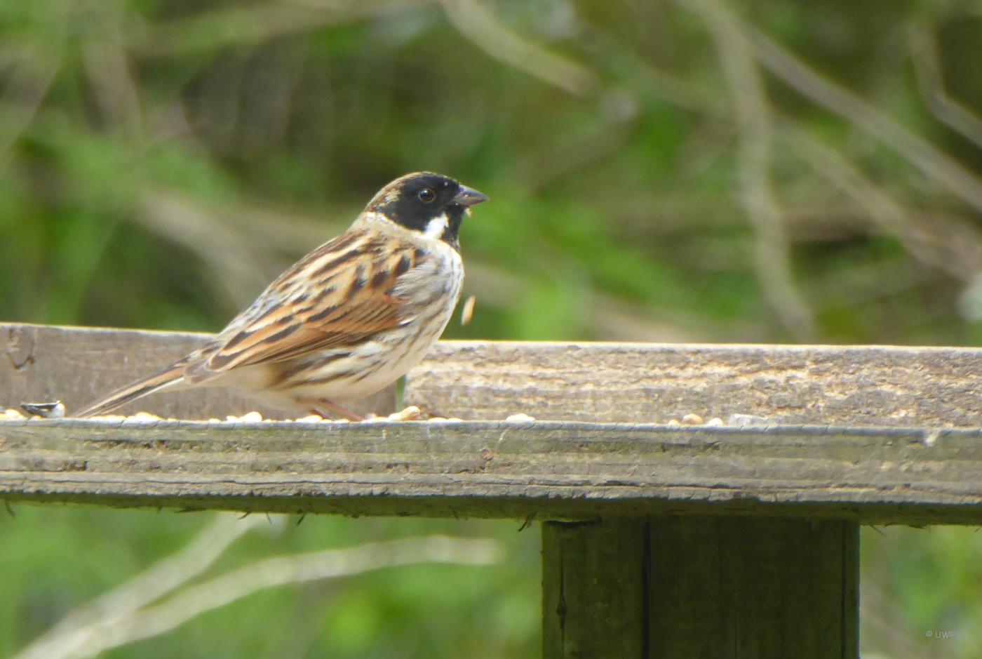 Reed Bunting