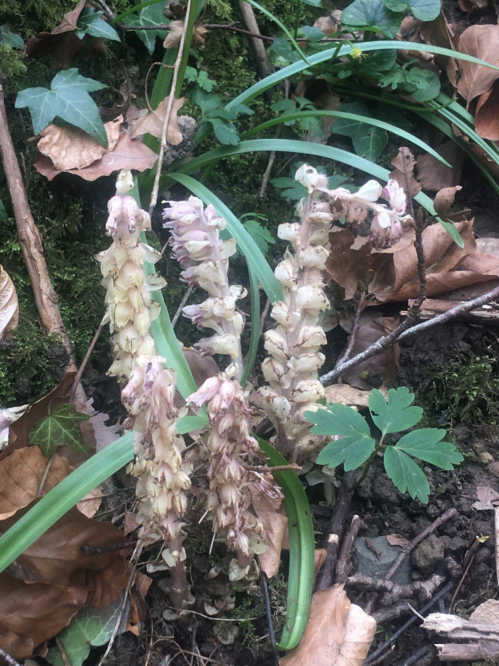 Toothwort