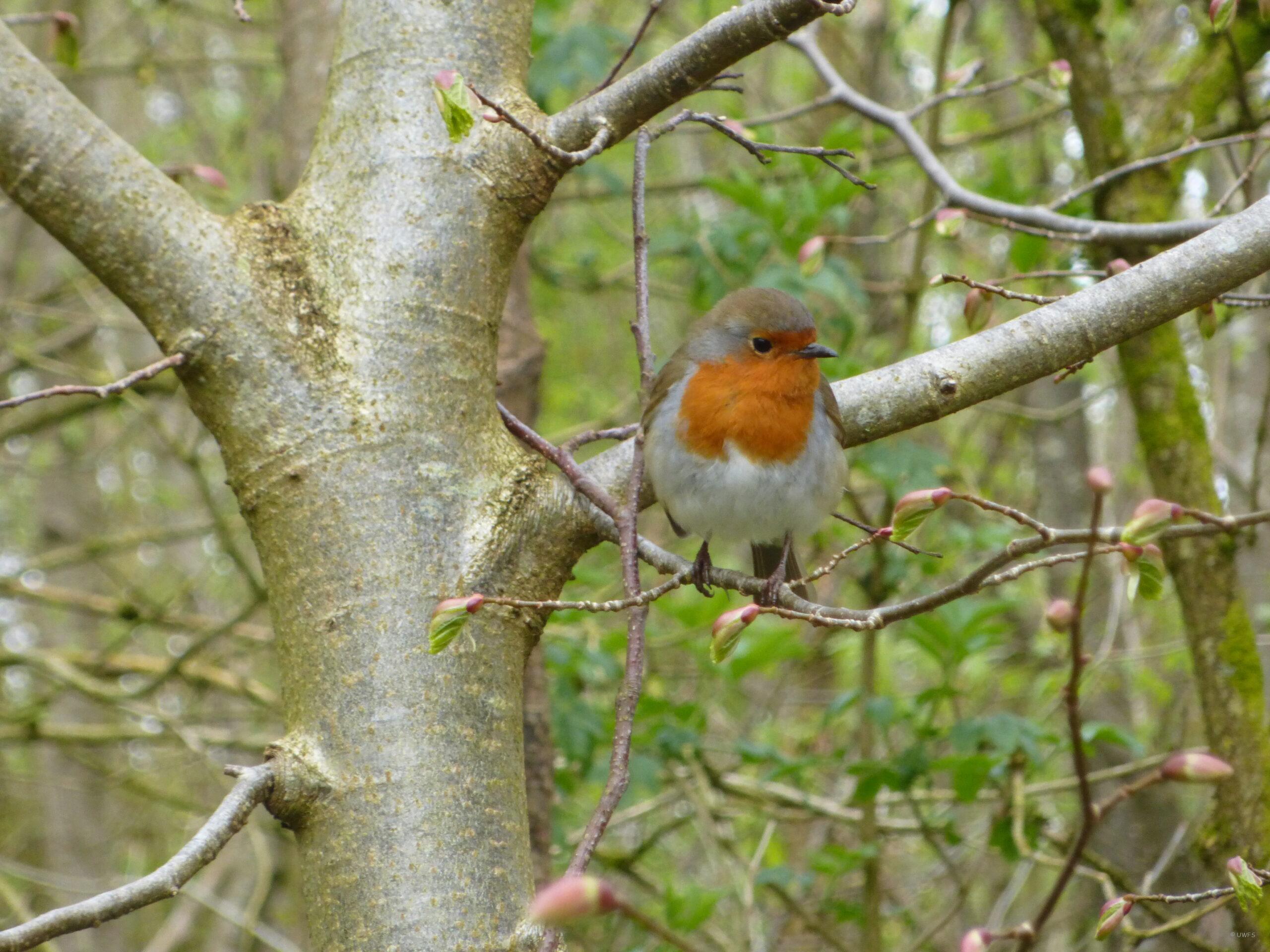 Robin in Strid Wood