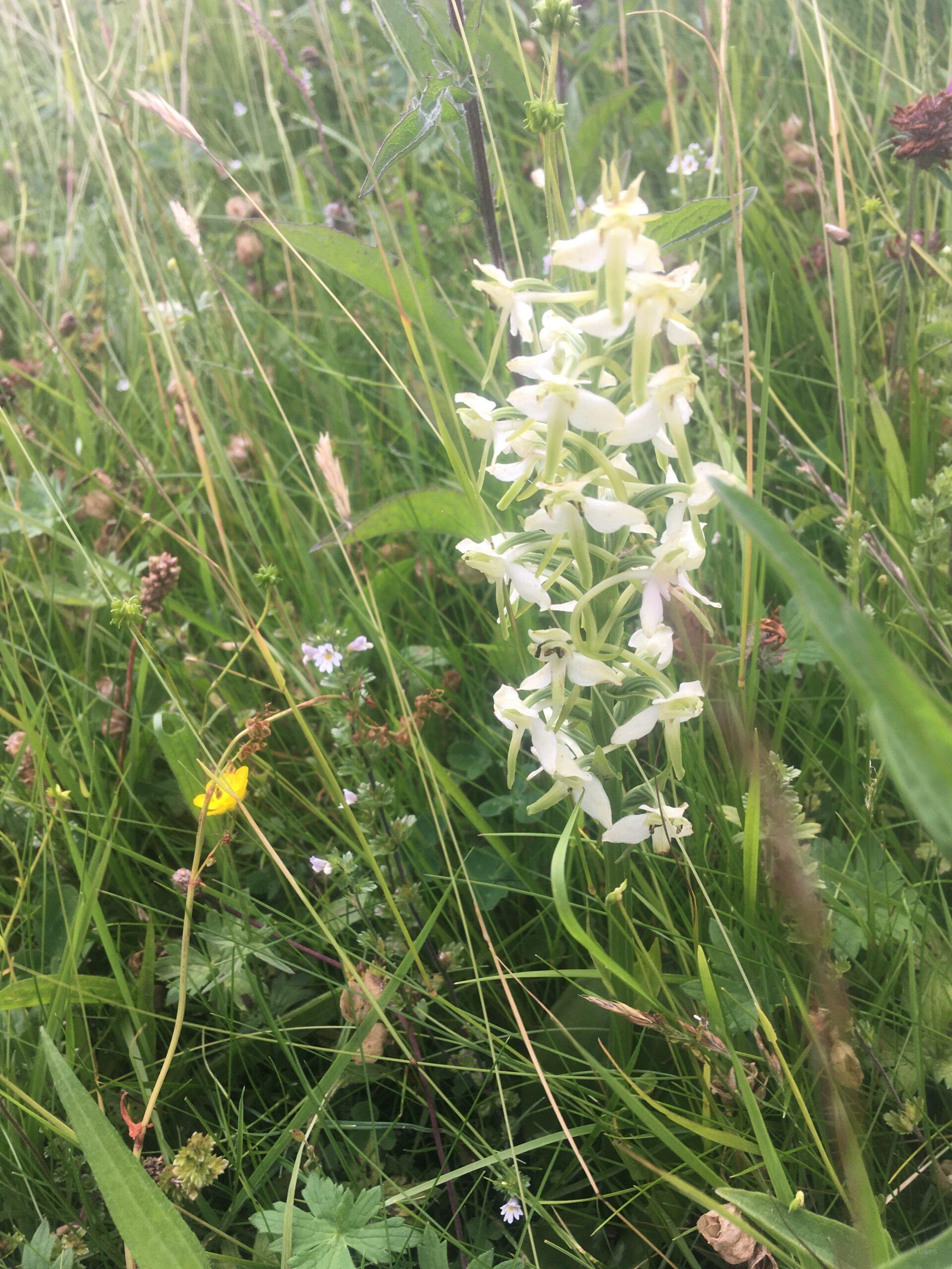 Greater butterfly orchid-Platanthera chloantha