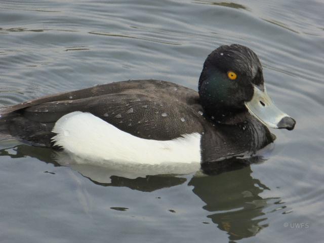 Tufted Duck by Marg Smith