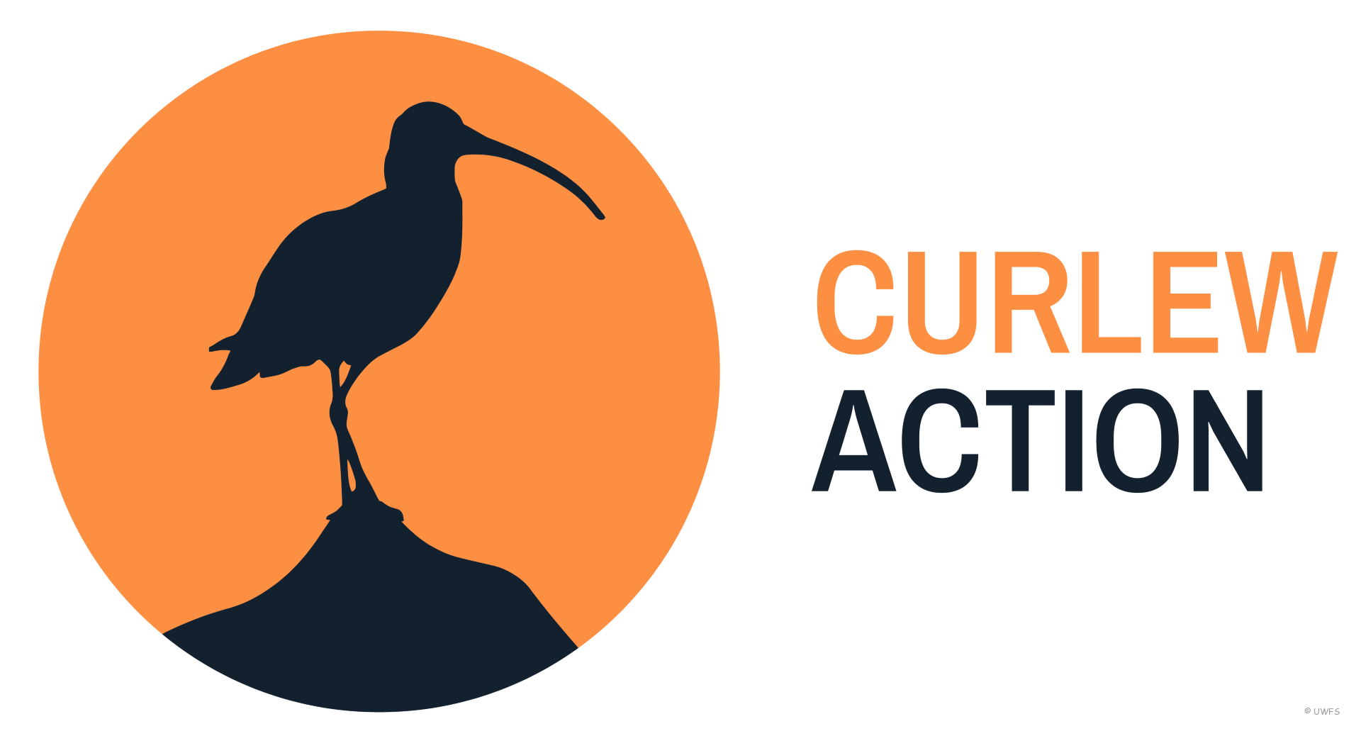 curlew action