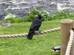 Jackdaw, Cavendish Pavilion Photo K Goodings