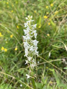 White Common Fragrant Orchid Gymnadienia conopsea albiflora