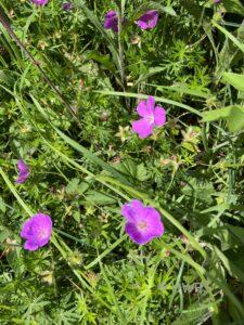 Bloody Crane’s-bill Geranium sanguineum