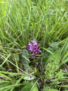 Common Spotted Orchid Dactylorhiza fuchsii var rhodochila