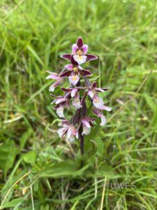 Marsh Helleborine Epipactus palustris