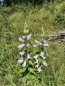 Giant Bellflower Campanula latifolia